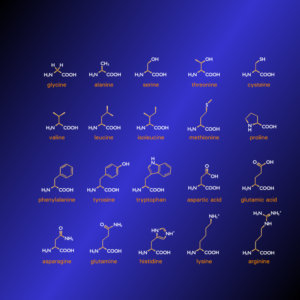 Amino Acids